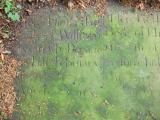 image of grave number 177592